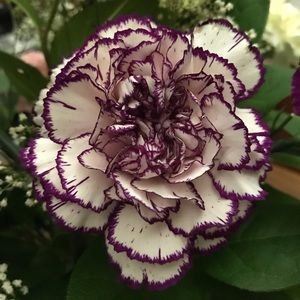 Meet your Posher, Sharla